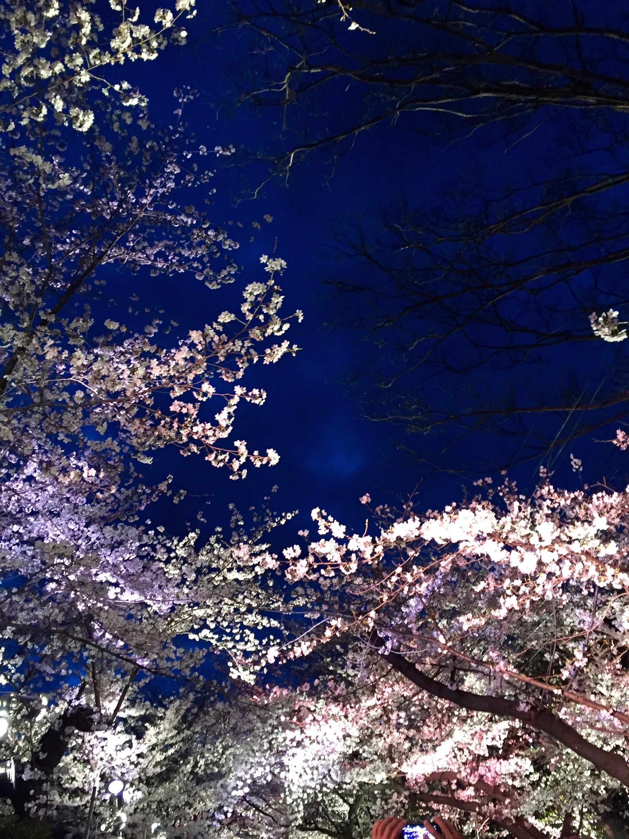 王子公園桜